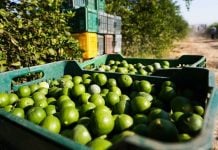 Robo de aguacate bajó 90% tras blindaje de Guardia Nacional en Michoacán: productores