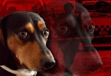 Hombre es atacado por dos perros en Guadalajara; vecinos responsabilizan al dueño