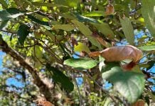 SíMiPlaneta: acciones para un país más verde