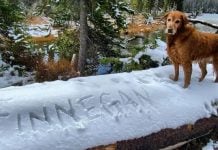 Abogada demanda al servicio de impuestos de EEUU para declarar a su perro como ‘dependiente’