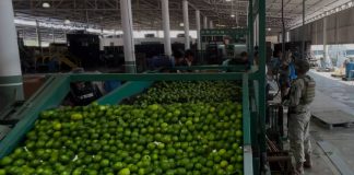 Detienen a grupo criminal que operaba contra limoneros en Apatzingán