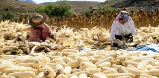 México, líder de importaciones de maíz blanco, afirma GCMA; compras subieron 310.7%