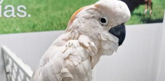 Profepa rescata a cacatúa con las alas mutiladas que iba a ser traficada; asegura también 7 mil metros cúbicos de madera ilegal