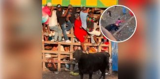 Hombre sufre cornada en el recto durante un evento taurino, terminó al borde de la muerte | Video fuerte