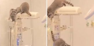 Captan a mapaches dentro de hospital del ISSSTE en Acapulco; aseguran ejemplares y autoridades descartan riesgos