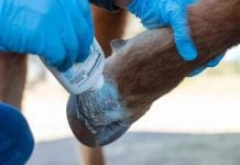 Gusano barrenador continúa dispersándose en el centro de México