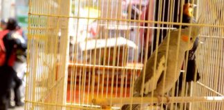 Aseguran más de 40 animales exóticos en operativo por Día de Reyes en Michoacán