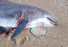 Aparece primer delfín muerto en Playa Bagdad de Tamaulipas en 2026