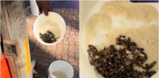 Acusan a cafetería de envenenar abejas en la Condesa; negocio ofrece disculpas