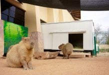 Zoológico de Nuevo Laredo refuerza medidas de protección animal ante bajas temperaturas