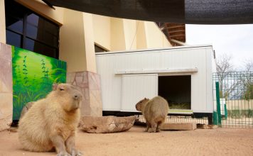 Zoológico de Nuevo Laredo refuerza medidas de protección animal ante bajas temperaturas