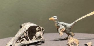 Descubren en Coahuila nuevo dinosaurio carnívoro del Cretácico Tardío