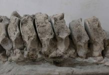 Hallan más de 750 piezas fósiles de hace 12 mil años en una cueva de San Luis Potosí
