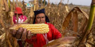 Pese a producción, México importó 24.5 millones de toneladas de maíz en 2025