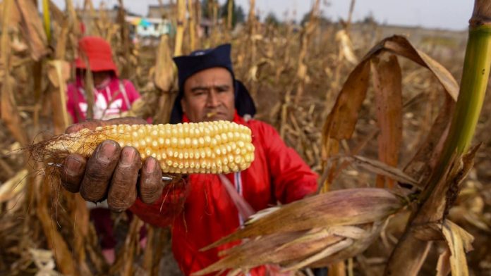 estos-son-los-productos-que-mas-exporta-venezuela-a-mexico-085930
