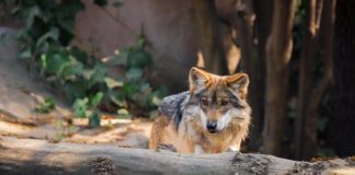 Aullido del lobo mexicano regresa a Durango con la llegada de cinco ejemplares