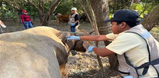 Desactiva Secretaría de Desarrollo Rural dos casos de Gusano Barrenador en Tamaulipas