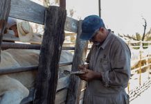 Gobierno de Nuevo Laredo invita a ganaderos a aprovechar programa gratuito de sanidad animal