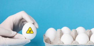 Lo que debes hacer para que los huevos no transmitan Salmonella