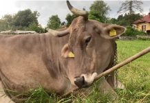 Veronika, la primera vaca “inteligente” que aprendió a usar herramientas