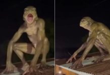 Captan supuesto híbrido entre humano y rana gritando en el techo de una casa en Cancún | VIDEOS