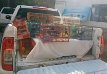 Profepa asegura más de 100 aves silvestres por tráfico ilegal en tianguis de Morelos