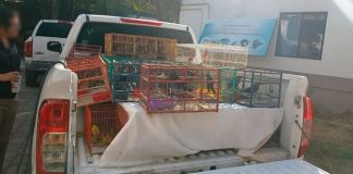Profepa asegura más de 100 aves silvestres por tráfico ilegal en tianguis de Morelos