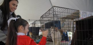 Gobierno municipal invita a la Feria de Adopciones Canina y Felina para promover la adopción responsable