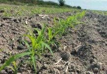 Lento avance marca la siembra del O-I 25-26 en el norte de Tamaulipas