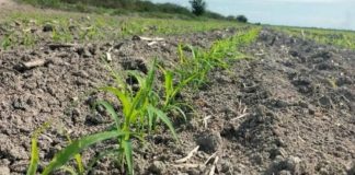Lento avance marca la siembra del O-I 25-26 en el norte de Tamaulipas