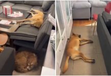 Perritos callejeros descansan en sucursal de Elektra y se viraliza; Salinas Pliego muestra su apoyo