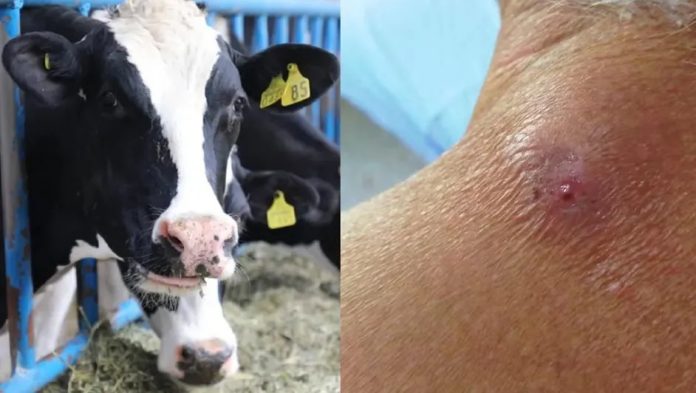 Propenso a miasis por gusano barrenador el sur de Tamaulipas