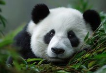 ¿Por qué los pandas gigantes dejaron de estar en peligro de extinción?; conoce la razón
