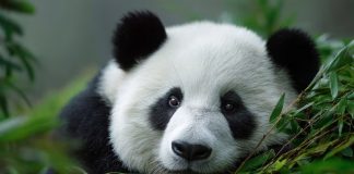 ¿Por qué los pandas gigantes dejaron de estar en peligro de extinción?; conoce la razón