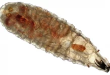 México acumula más de 14 mil casos de gusano barrenador; 105 personas y casi 2 mil perros se han contagiado