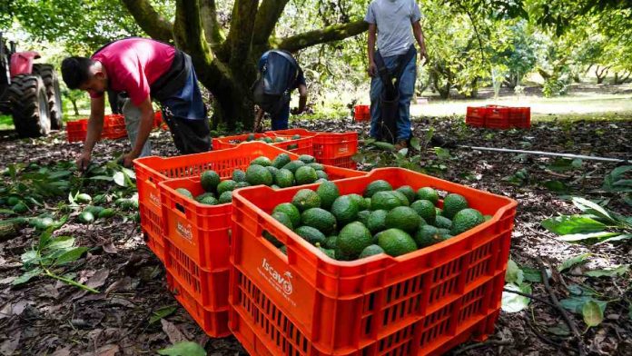 michoacan-exportara-130-mil-toneladas-de-aguacate-para-el-super-bowl-095449