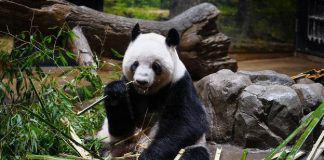 Japón dice adiós a sus pandas: los últimos vuelven a China después de 54 años