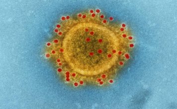 Fármaco desarrollado para tratar el Covid-19 podría funcionar contra el virus Nipah