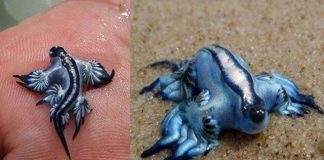 Emiten alerta por presencia de dragón azul en playas de Manzanillo; no se reportan heridos