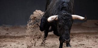 Toro escapa y embiste a familia en Querétaro; imágenes del momento
