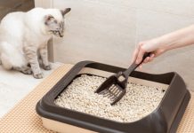 ¿Cómo evitar los malos olores en el arenero de tu gato?; conoce estos secretos