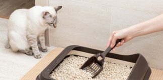 ¿Cómo evitar los malos olores en el arenero de tu gato?; conoce estos secretos