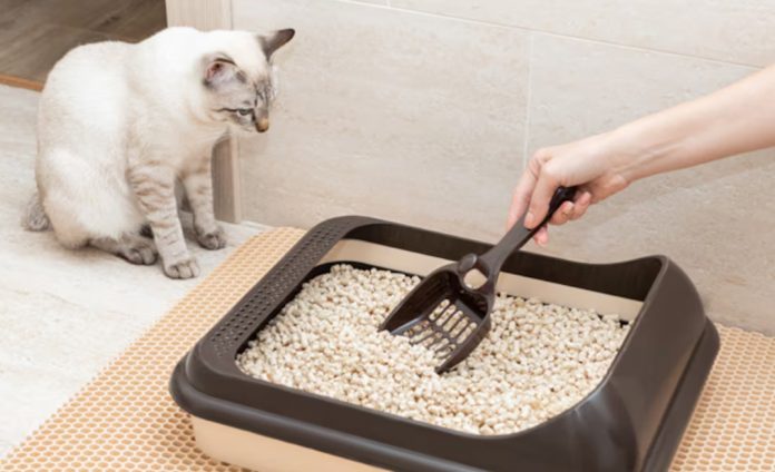 Cómo-evitar-los-malos-olores-en-el-arenero-de-tu-gato-conoce-este-secreto-09-02-2026_06_38_PM