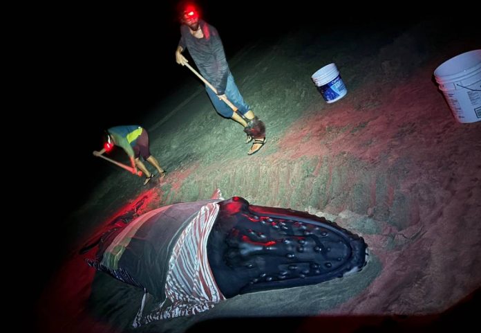 rescatan-ballena-jorobada-playa-oaxaca-103801