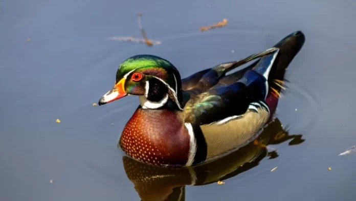 Detectan inusual pato arcoíris en el Bosque de Chapultepec