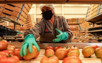 Superávit agroalimentario se desploma 47% y rompe racha de 9 años