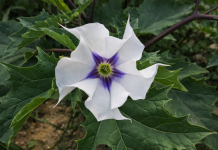 El toloache no “sirve para atrapar a la persona amada”; lo dice la ciencia