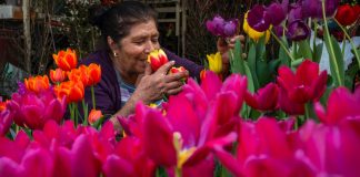 Campo mexicano listo para San Valentín con 15.6 millones de gruesas de flores