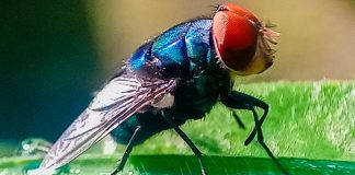 México lanzará 100 millones de moscas por semana para frenar peligrosa plaga ganadera