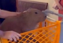 VIDEO: Capibara se mete a un supermercado y es sacado por empleados en un carrito de compras